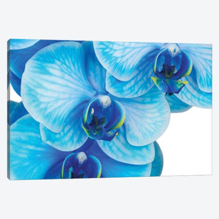 Blue Orchid II Canvas Print #GLM533} by Glauco Meneghelli Canvas Print