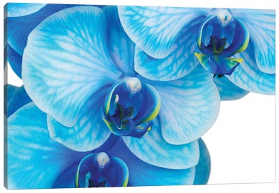 Blue Orchid II Canvas Art Print - Orchid Art