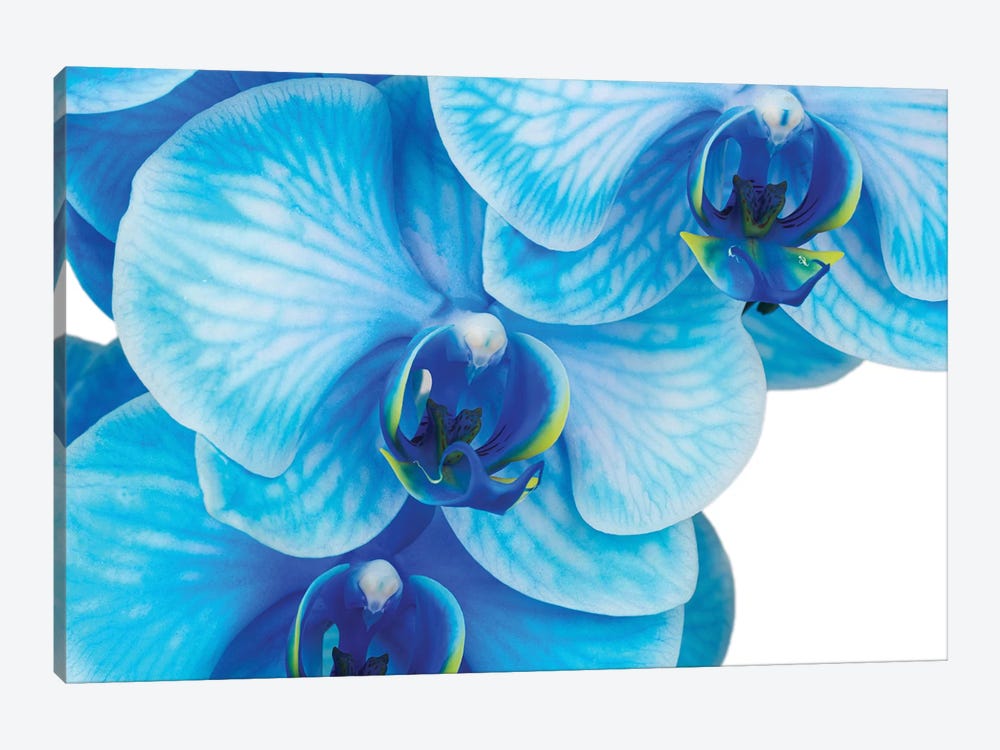 Blue Orchid II by Glauco Meneghelli 1-piece Canvas Print