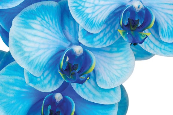 Orchids: Blue Orchid II by Glauco Meneghelli