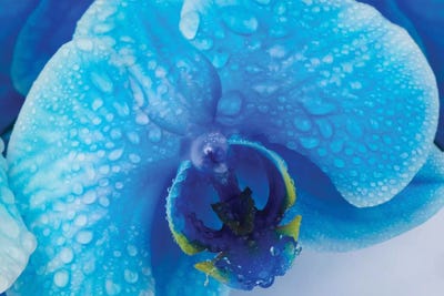 Blue Orchid III by Glauco Meneghelli framed wall art