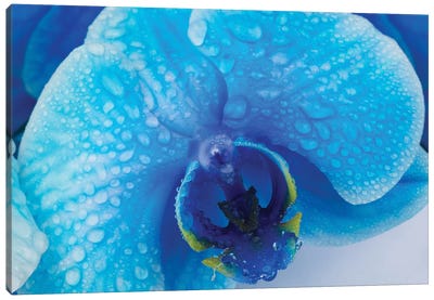 Blue Orchid III Canvas Art Print - Orchid Art