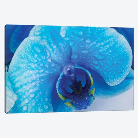 Blue Orchid III Canvas Print #GLM534} by Glauco Meneghelli Canvas Art