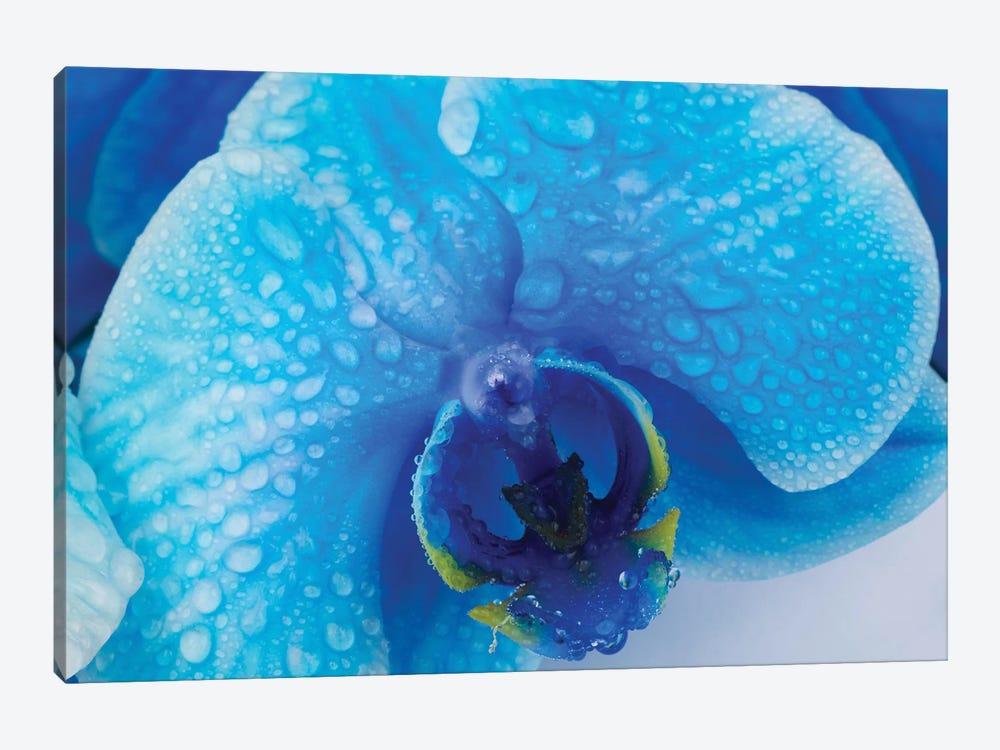 Blue Orchid III by Glauco Meneghelli 1-piece Canvas Wall Art