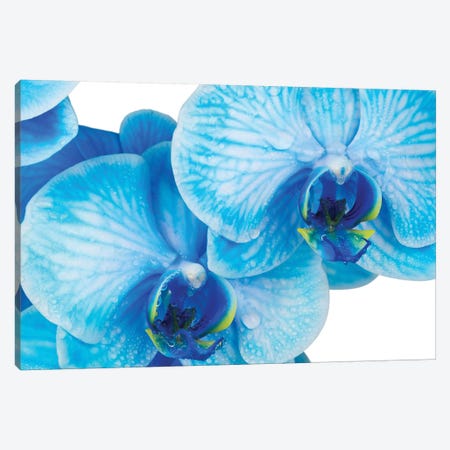 Blue Orchid IV Canvas Print #GLM535} by Glauco Meneghelli Canvas Artwork