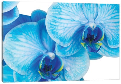 Blue Orchid IV Canvas Art Print - Orchid Art