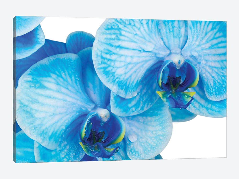 Blue Orchid IV by Glauco Meneghelli 1-piece Art Print