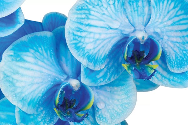 Orchids: Blue Orchid IV by Glauco Meneghelli