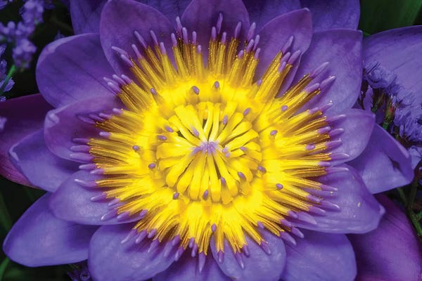 Glauco Meneghelli: Flower XII by Glauco Meneghelli