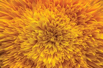 Flower XIII by Glauco Meneghelli canvas print