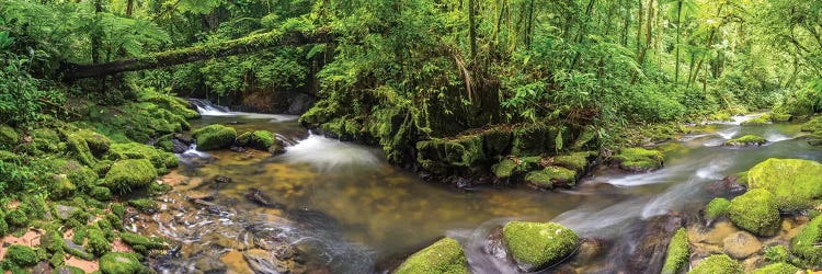 Jungle Panorama I by Glauco Meneghelli wall art