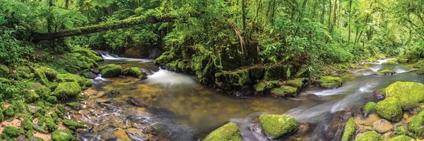 Glauco Meneghelli: Jungle Panorama I by Glauco Meneghelli