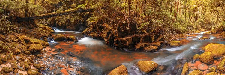 Jungle Panorama II