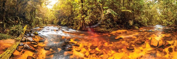 Glauco Meneghelli: Jungle Panorama III by Glauco Meneghelli