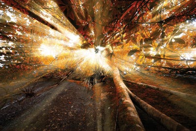 Tropical Forest XXIV by Glauco Meneghelli framed wall art