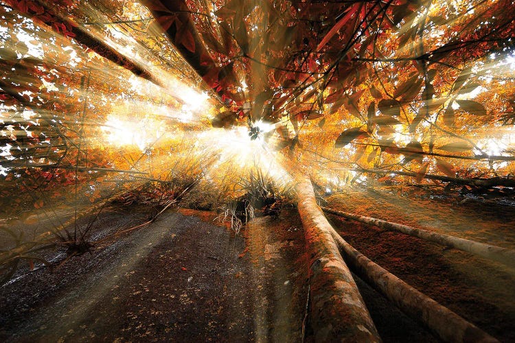 Tropical Forest XXIV by Glauco Meneghelli wall art