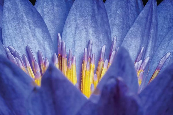 Glauco Meneghelli: Flower XIV by Glauco Meneghelli