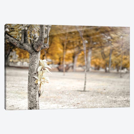 Autumn Tree In The Park, Infrared Photography Canvas Print #GLM560} by Glauco Meneghelli Canvas Art