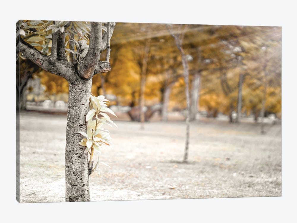 Autumn Tree In The Park, Infrared Photography by Glauco Meneghelli 1-piece Canvas Art Print