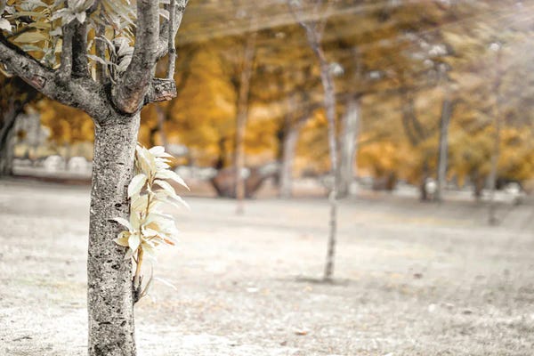 Glauco Meneghelli: Autumn Tree In The Park, Infrared Photography by Glauco Meneghelli