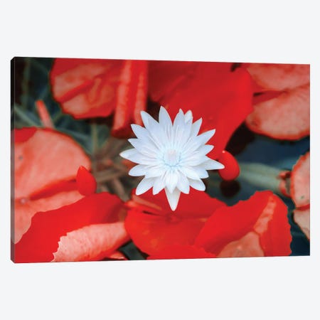 Red Dahlia Flower, Infrared Photography Canvas Print #GLM563} by Glauco Meneghelli Canvas Artwork