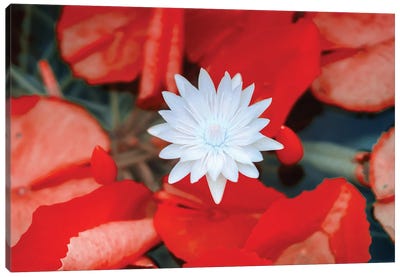 Red Dahlia Flower, Infrared Photography Canvas Art Print - Dahlia Art