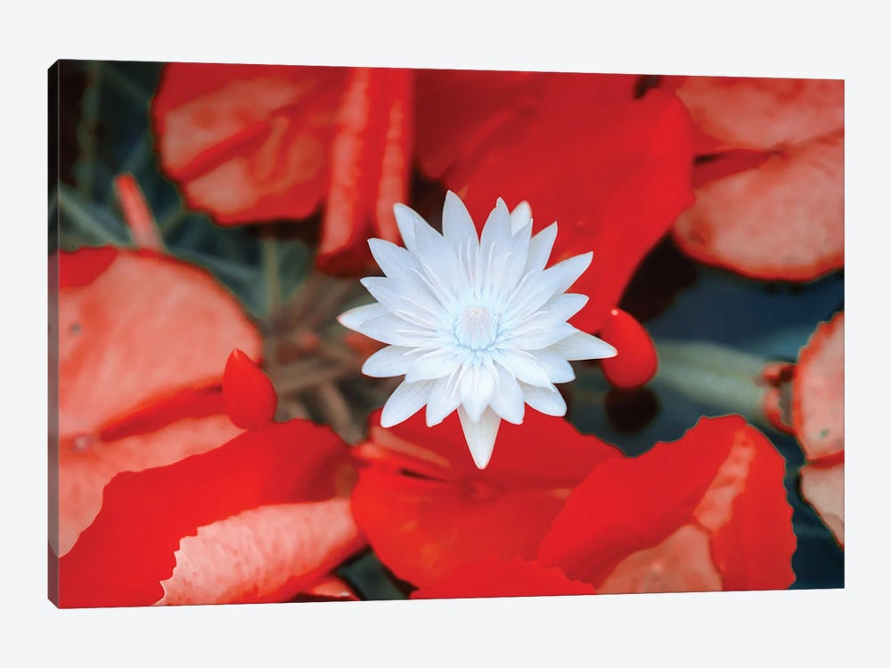 Red Dahlia Flower, Infrared Photography by Glauco Meneghelli 1-piece Canvas Artwork