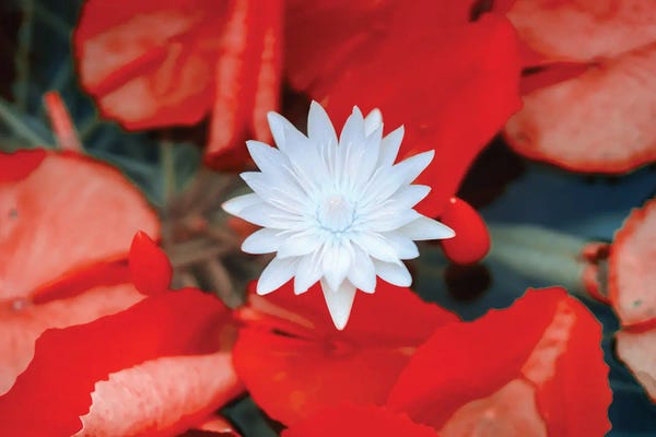 Dahlias: Red Dahlia Flower, Infrared Photography by Glauco Meneghelli