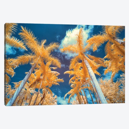 Palm Tree I Canvas Print #GLM564} by Glauco Meneghelli Canvas Art Print