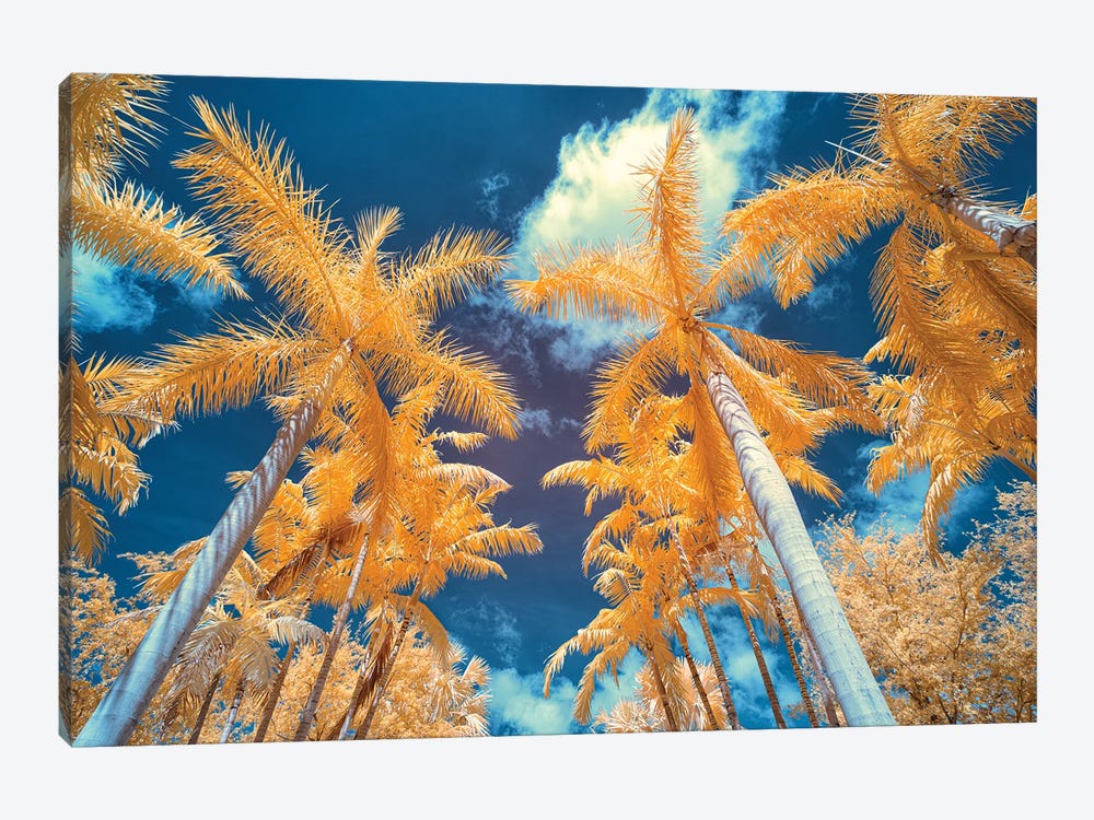 Palm Tree I by Glauco Meneghelli 1-piece Canvas Print
