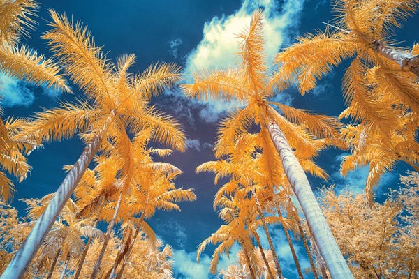 Glauco Meneghelli: Palm Tree I by Glauco Meneghelli