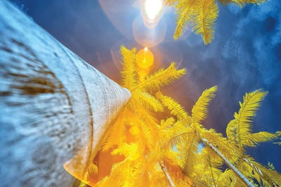 Palm Tree II by Glauco Meneghelli framed wall art