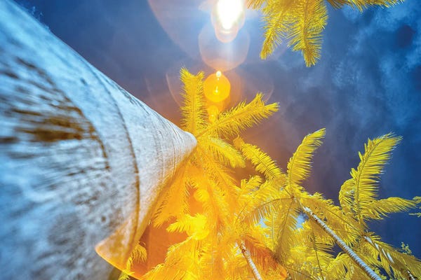 Glauco Meneghelli: Palm Tree II by Glauco Meneghelli