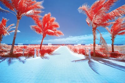 Palm Tree III by Glauco Meneghelli art print