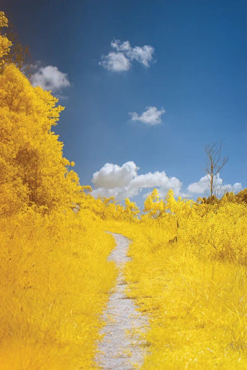 The Path by Glauco Meneghelli wall art