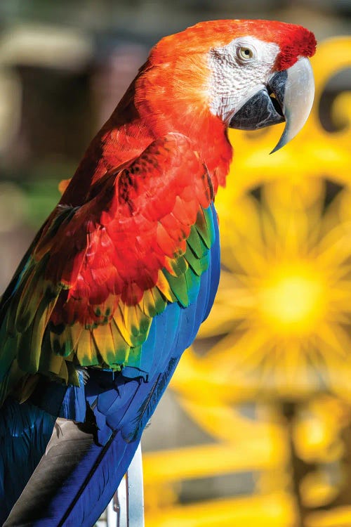 Blue And Yellow Macaw III