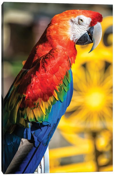 Blue And Yellow Macaw III Canvas Art Print