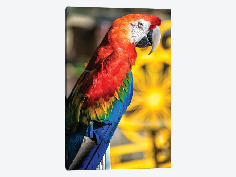 Blue And Yellow Macaw III by Glauco Meneghelli 1-piece Canvas Artwork