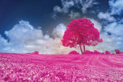 Pink Tree by Glauco Meneghelli framed wall art