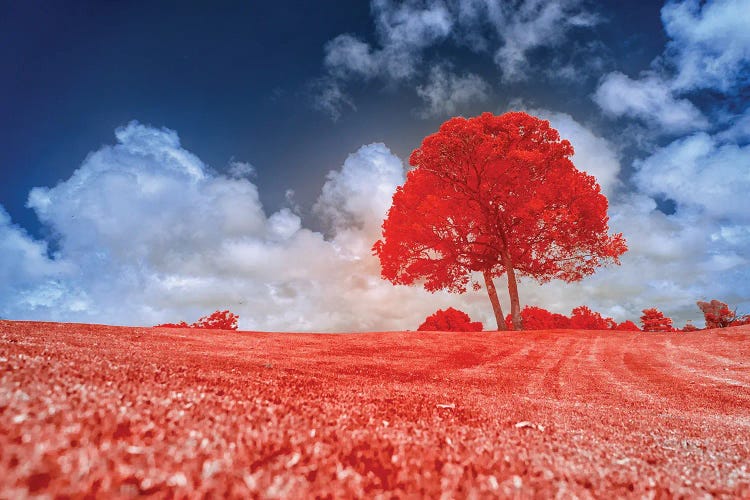 Red Tree by Glauco Meneghelli wall art