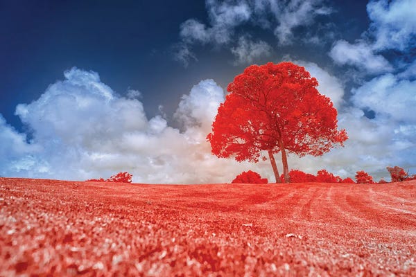 Glauco Meneghelli: Red Tree by Glauco Meneghelli