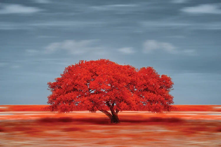 lonely red tree on the field