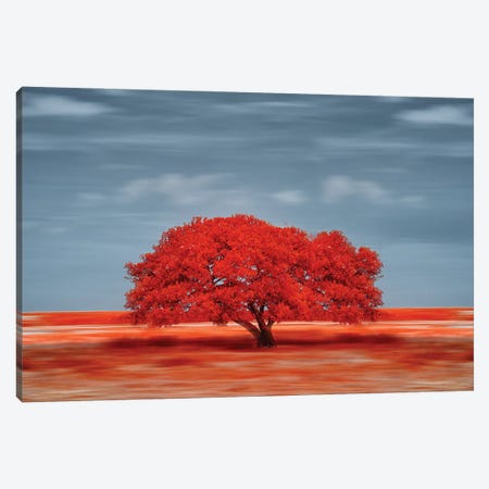 lonely red tree on the field Canvas Print #GLM577} by Glauco Meneghelli Canvas Artwork
