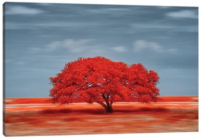 lonely red tree on the field Canvas Art Print - Glauco Meneghelli