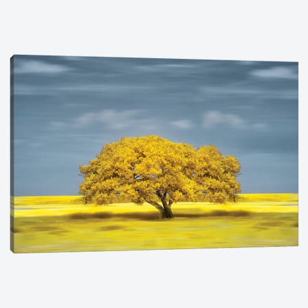 lonely yellow on the field Canvas Print #GLM578} by Glauco Meneghelli Canvas Print