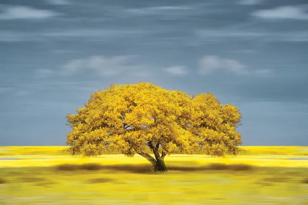 Glauco Meneghelli: lonely yellow on the field by Glauco Meneghelli