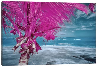 The Lizard on tropical palm tree #2 Canvas Art Print - Glauco Meneghelli