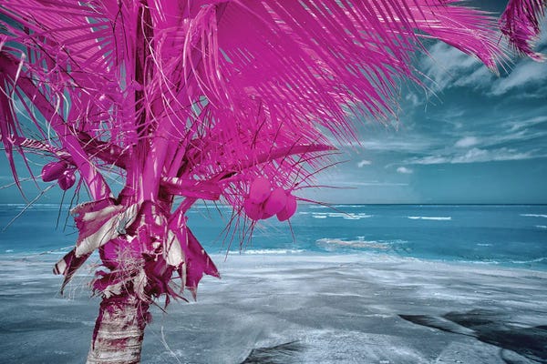 Glauco Meneghelli: The Lizard on tropical palm tree #2 by Glauco Meneghelli