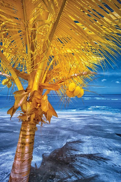 Glauco Meneghelli: The Lizard on tropical palm tree #1 by Glauco Meneghelli