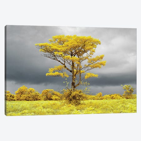 Lonely tree on the field #2 Canvas Print #GLM582} by Glauco Meneghelli Canvas Art